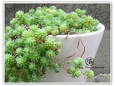 圓葉萬年草|ufeff丸葉萬年草、圓葉景天、黃金丸葉萬年草 Sedum makinoi 『ogon’